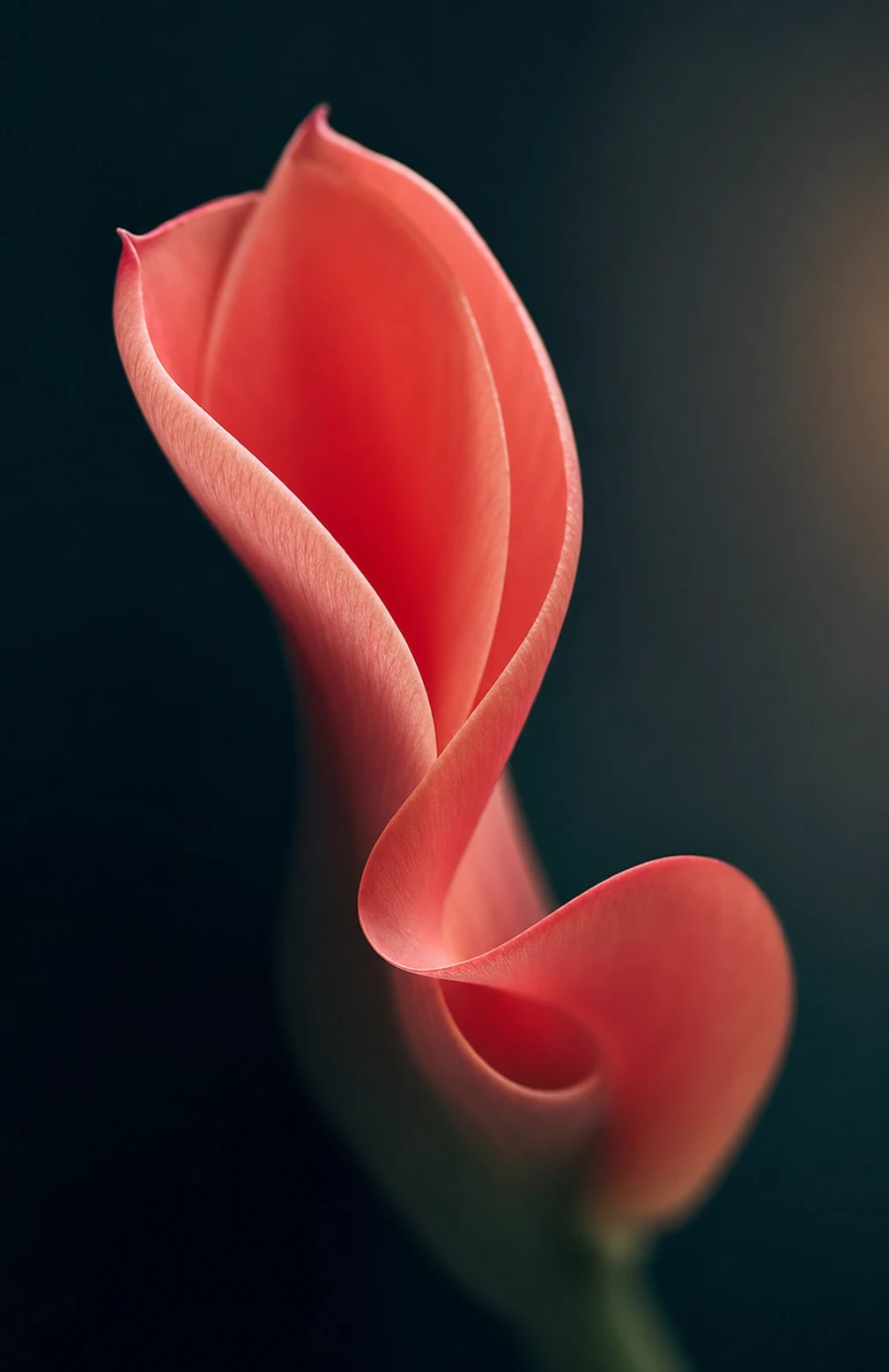 A fine-art macro photograph of a single coral calla lily glowing against a near-black background.