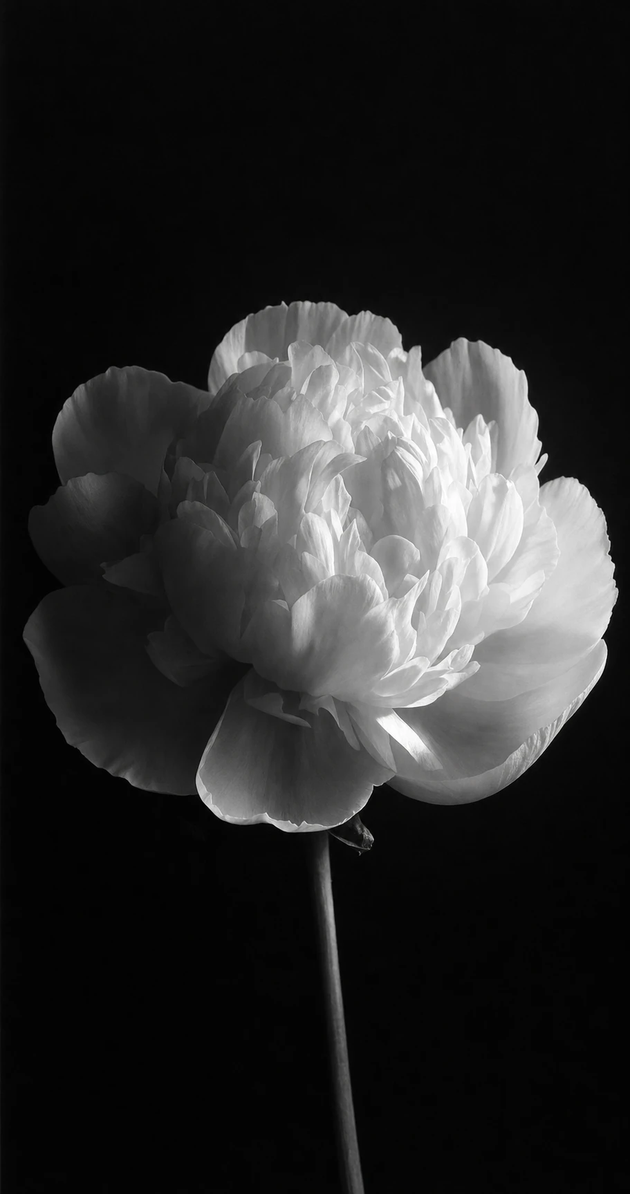 A dramatic black-and-white photograph of a single white peony bloom on a slender stem against a dark void.