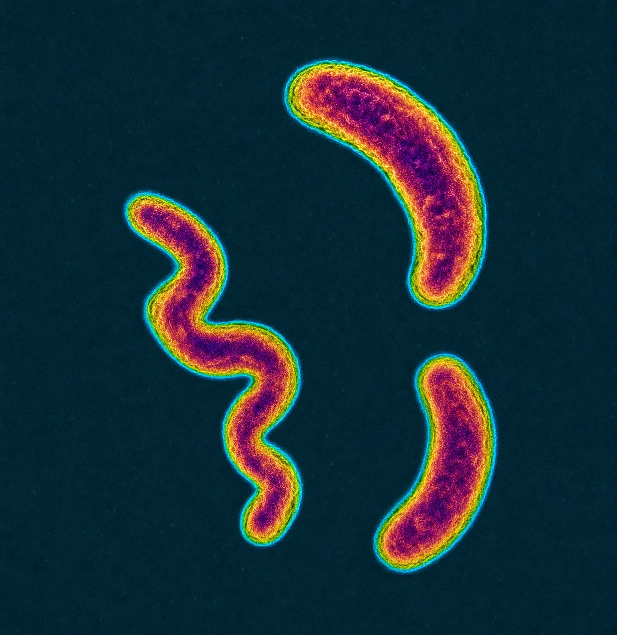 A false-color electron microscopy-style image of three curved and spiral-shaped bacteria glowing against a deep teal void.