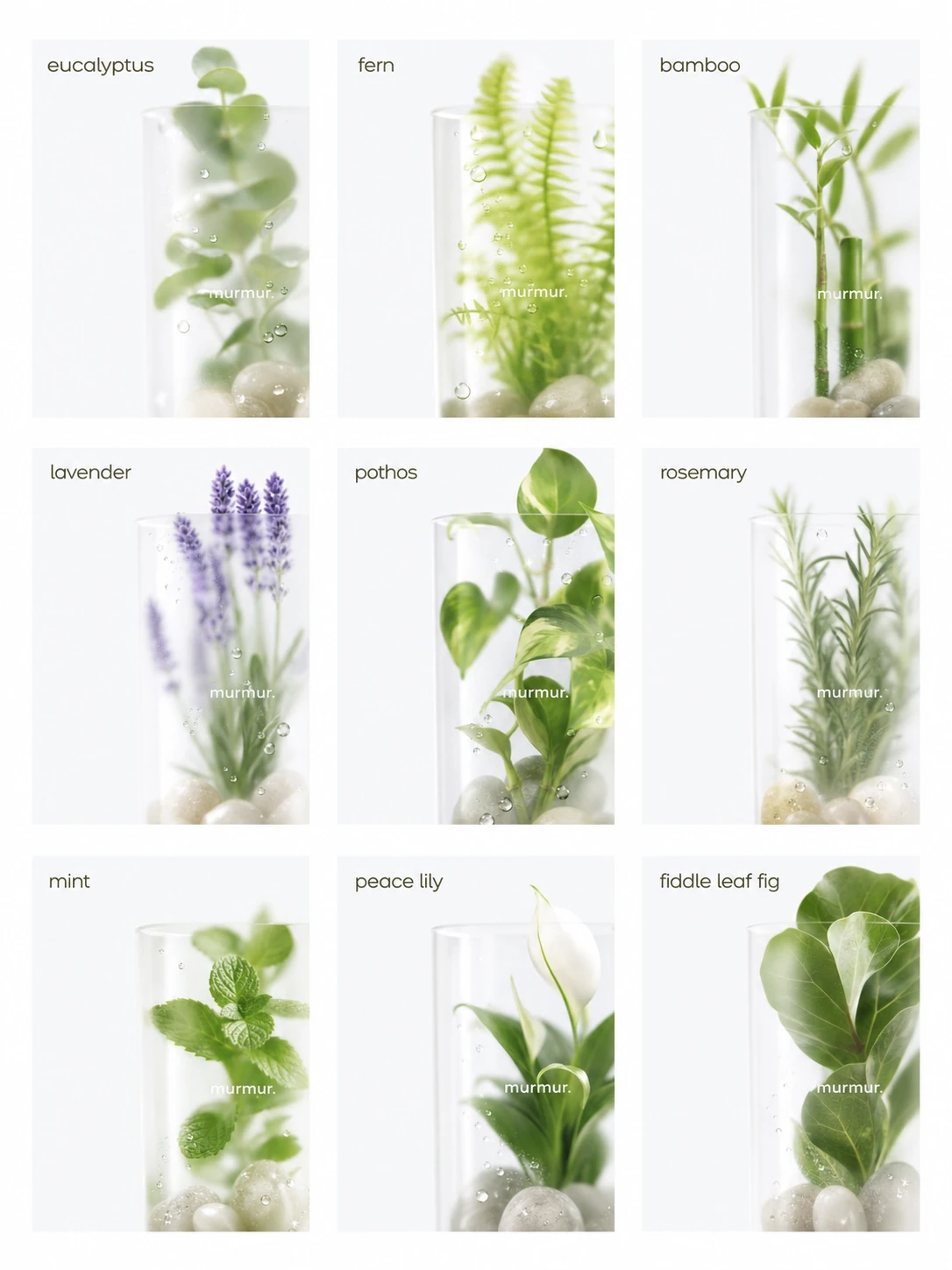 A clean grid of botanical product-style photos, each showing a single plant or herb inside a clear glass cylinder with smooth pebbles and water droplets, labele