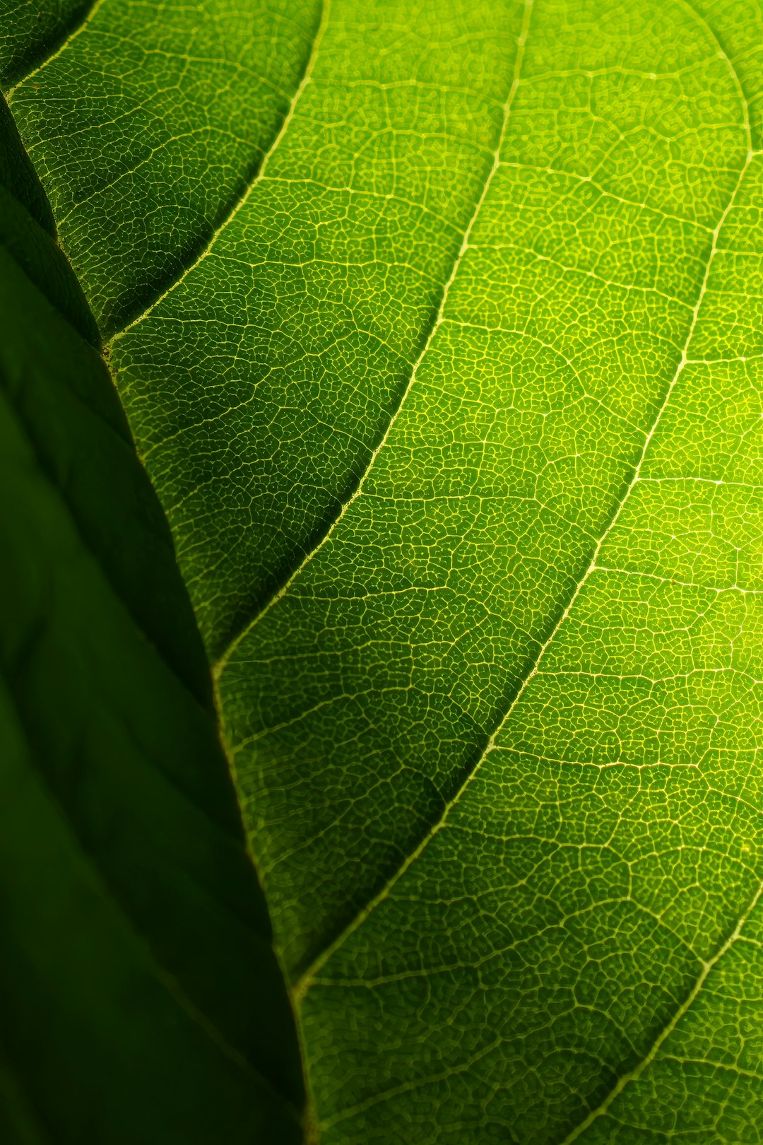 The image is a close-up shot of a vibrant green leaf, showcasing its intricate vein structure. The leaf's surface is a rich, saturated green, with a subtle gradient of light and shadow that emphasizes its texture. The veins are prominent, creating a network of lines that branch out across the leaf's surface. The veins are slightly lighter in color than the rest of the leaf, adding to the contrast and depth of the image. The edges of the leaf are slightly blurred, creating a soft, dreamy effect. The overall impression is one of natural beauty and delicate detail.