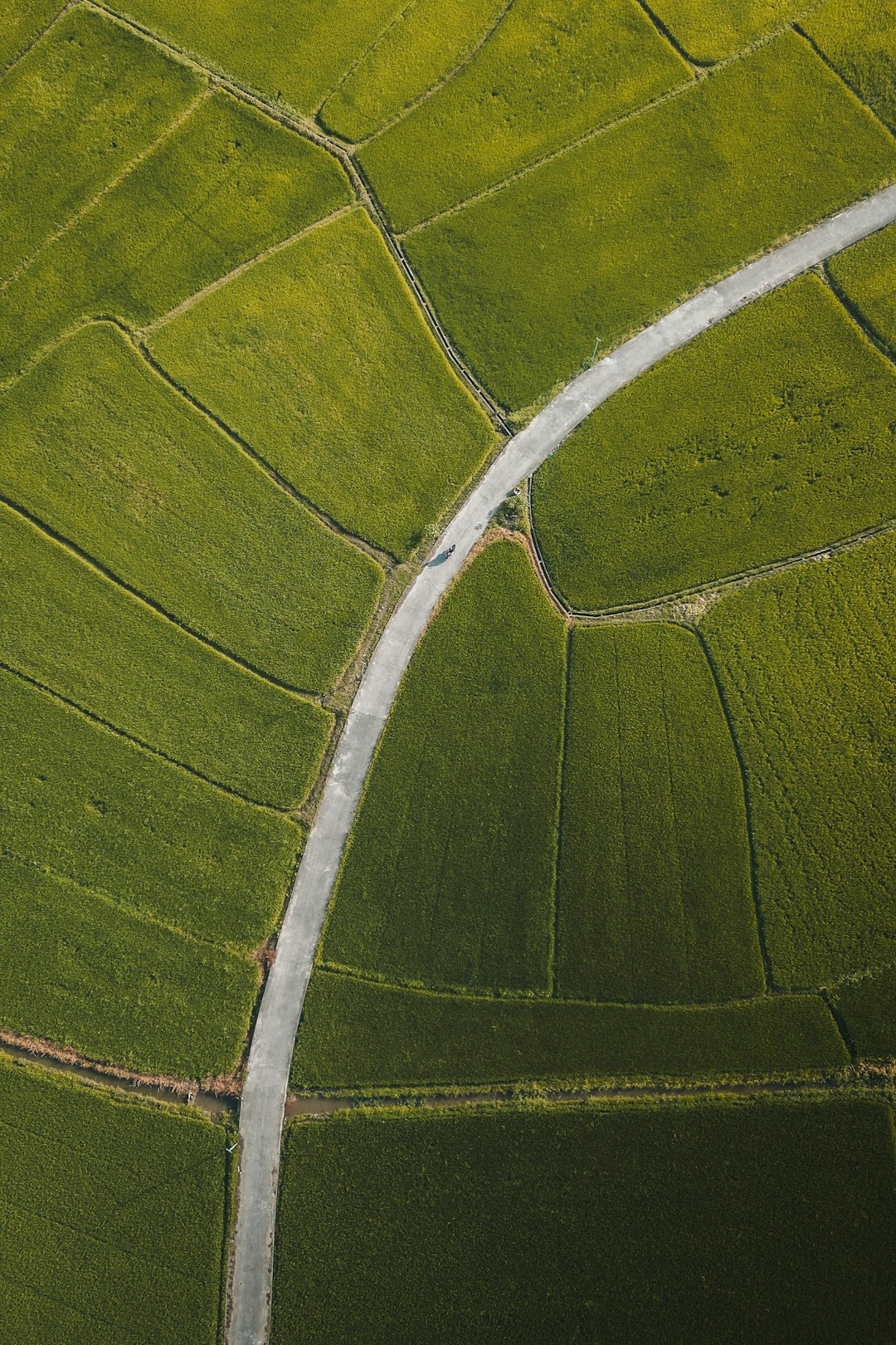 This is an aerial view of a rural landscape. A winding, light gray road cuts through a patchwork of vibrant green fields. The fields are irregularly shaped, creating a mosaic-like pattern. The road appears to be the dominant feature, curving gracefully through the landscape. The overall tone is natural and serene, with a focus on the geometric patterns created by the fields and the road. The lighting is soft, casting subtle shadows that enhance the texture of the fields. The image evokes a sense of tranquility and the beauty of the countryside.