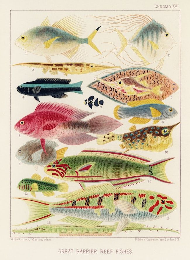 Vintage chromolithograph illustration of Great Barrier Reef fishes, numbered 1-15, with detailed coloring and scientific accuracy.