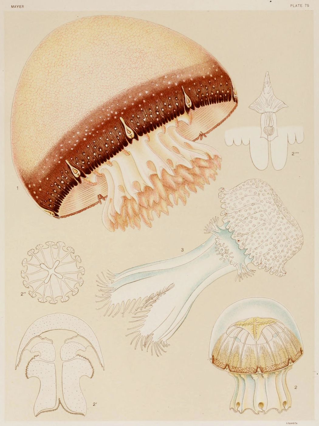 A vintage scientific illustration of jellyfish, with a large central depiction and several smaller schematic illustrations around it.