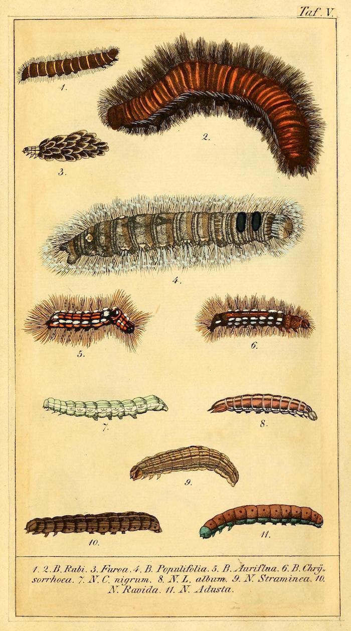 Vintage scientific illustration of eleven different caterpillars, labeled with numbers and scientific names.
