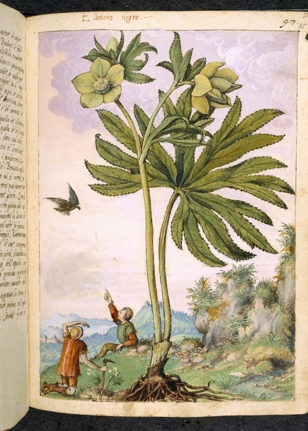 A detailed botanical illustration of a plant with dark green leaves and pale green flowers, with three small figures in a landscape below.