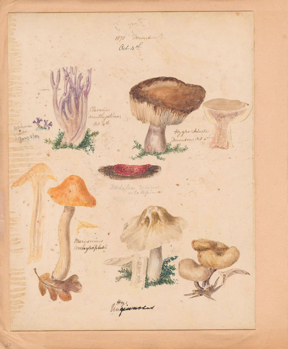 A vintage botanical illustration on a yellowed page featuring watercolor paintings of various mushrooms and plants.
