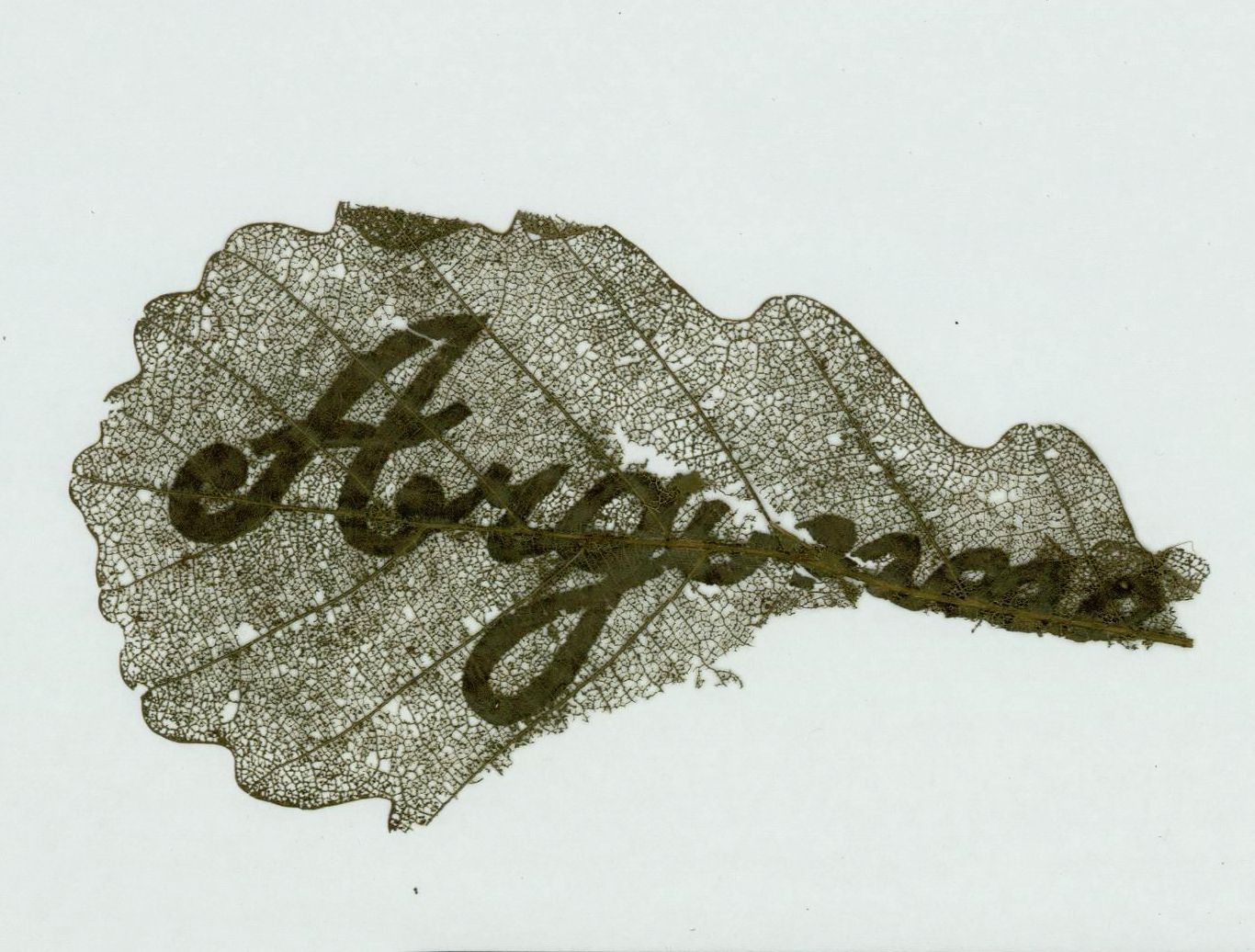 A dark, intricately veined leaf with cursive writing across its surface against a pale background.