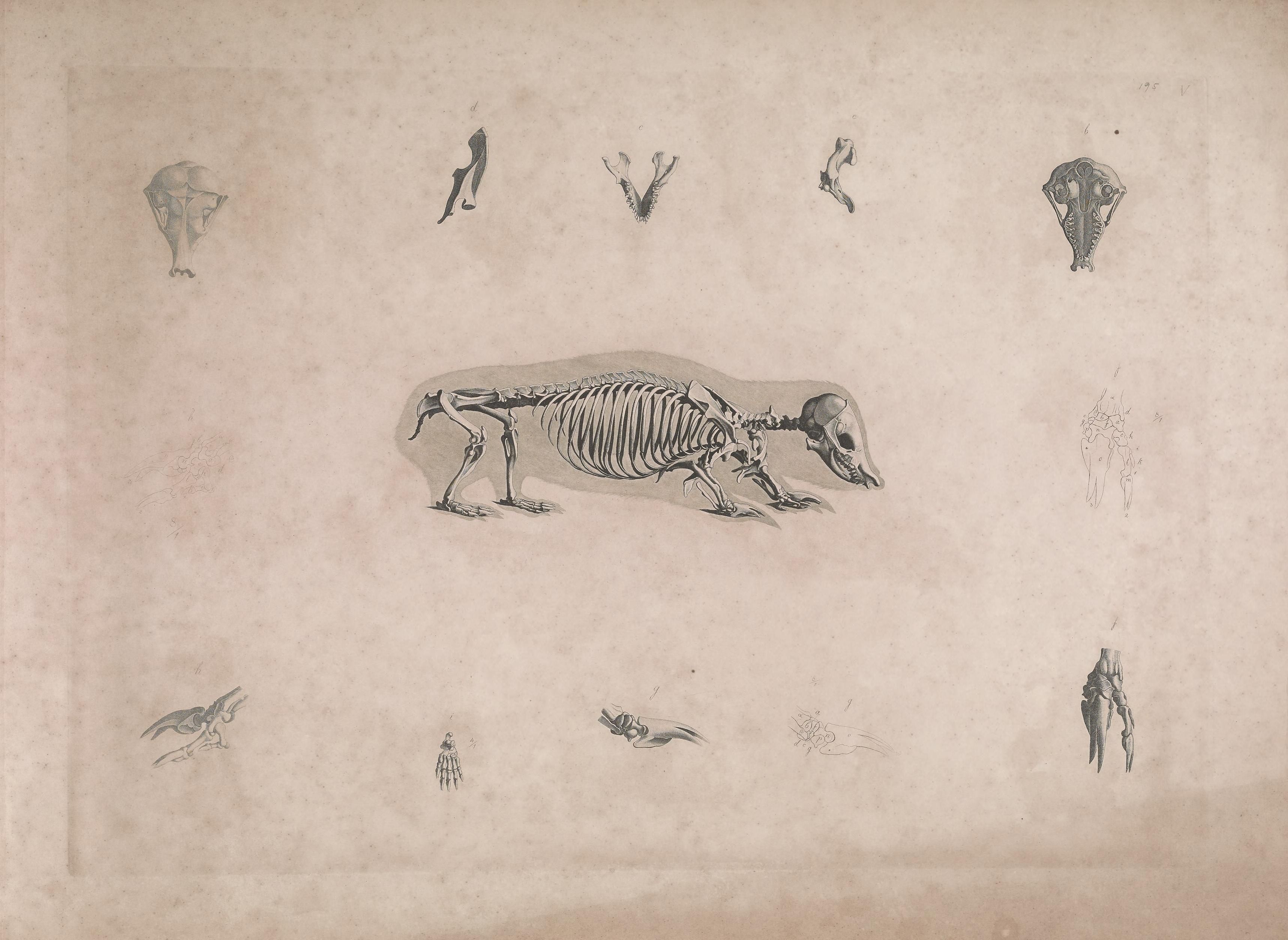 Vintage anatomical illustration of an animal skeleton with surrounding bone details.