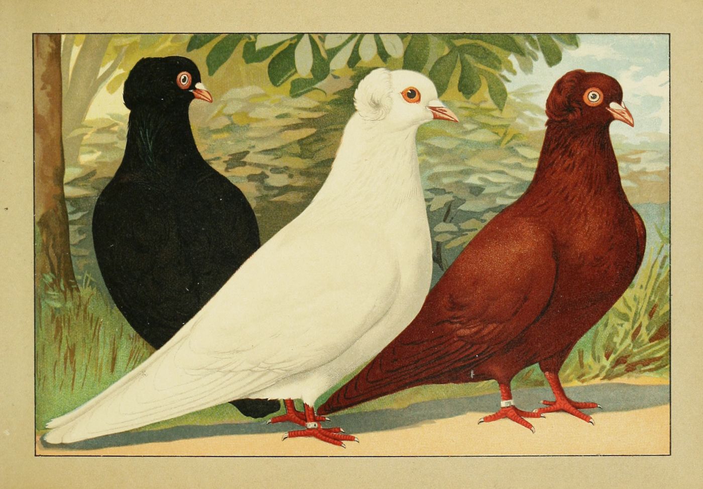 Vintage illustration of three pigeons - black, white, and reddish-brown - standing side-by-side in a natural setting.