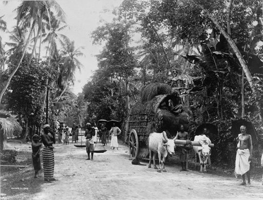 A black and white photograph of a dirt road winding through a dense landscape of trees and lush vegetation. Several people are visible along the road, some walking and others carrying loads on their heads or shoulders. The focal point of the image is a large, ornate cart pulled by a team of oxen.