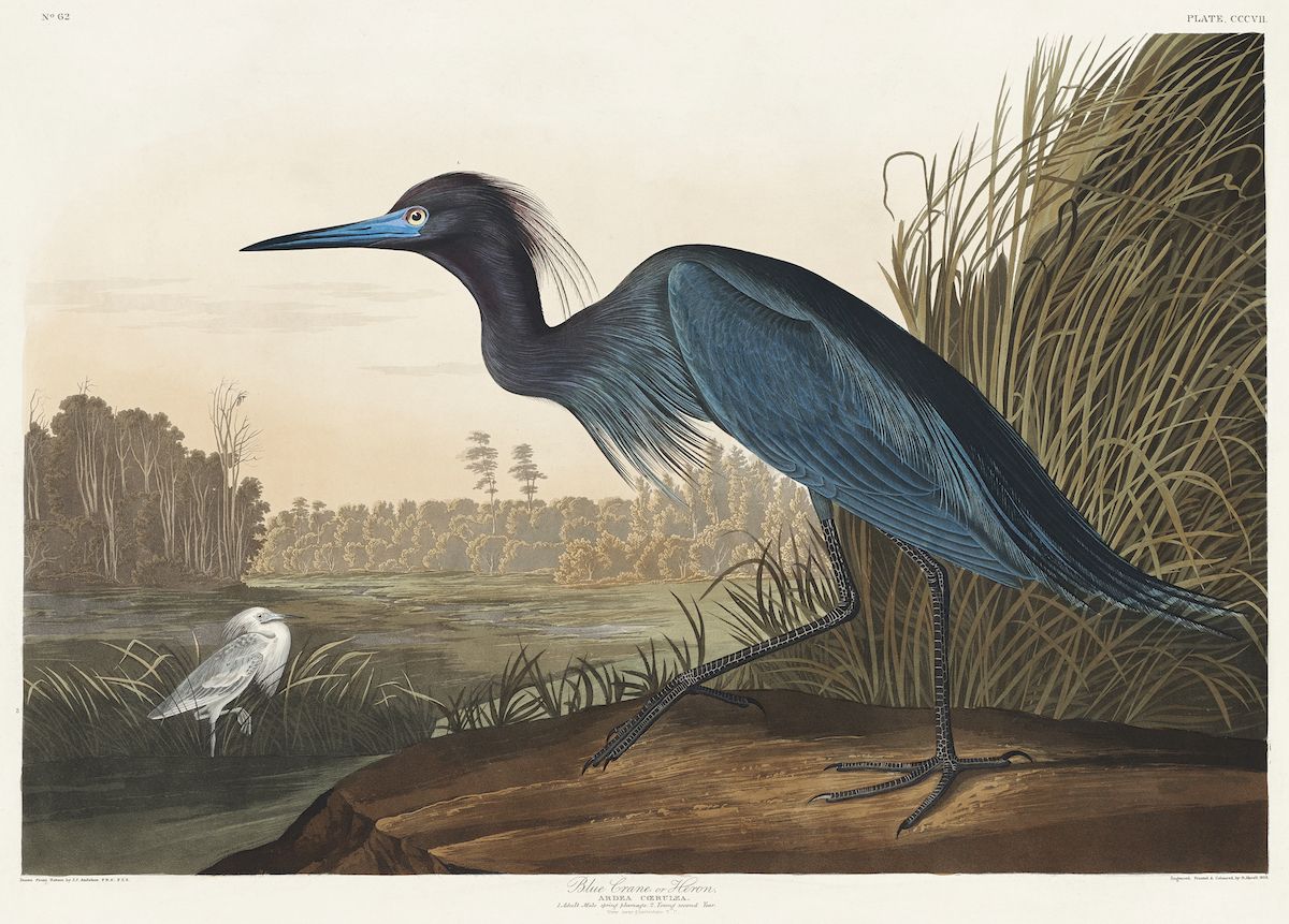 Vintage illustration of a Blue Crane or Heron standing in a swampy landscape.