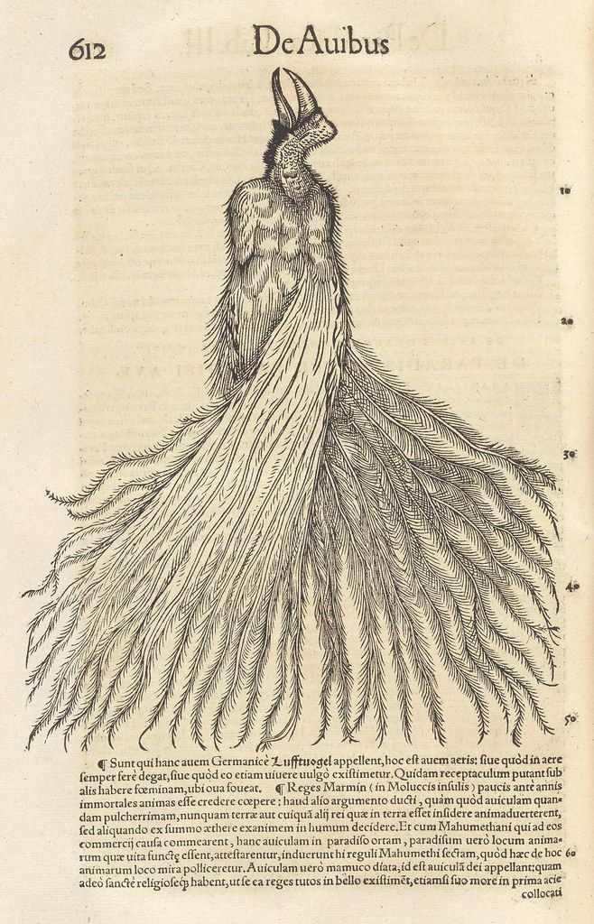 A detailed black and white engraving of a bird with its tail feathers fully spread, accompanied by text in Latin.