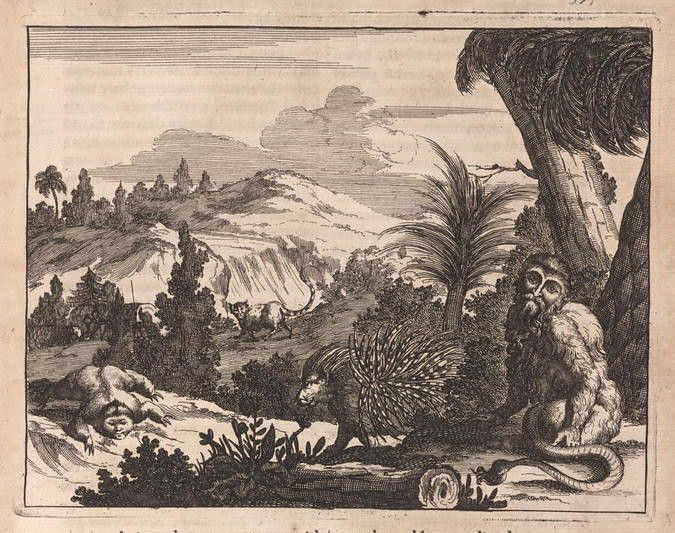 A black and white engraving of a tropical landscape with a porcupine, monkeys, and a snake.