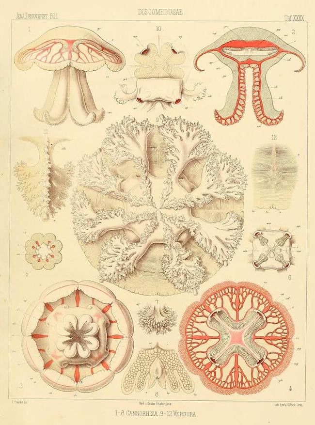 Vintage scientific illustration of twelve different jellyfish species, labeled 1-12, with detailed anatomical drawings.