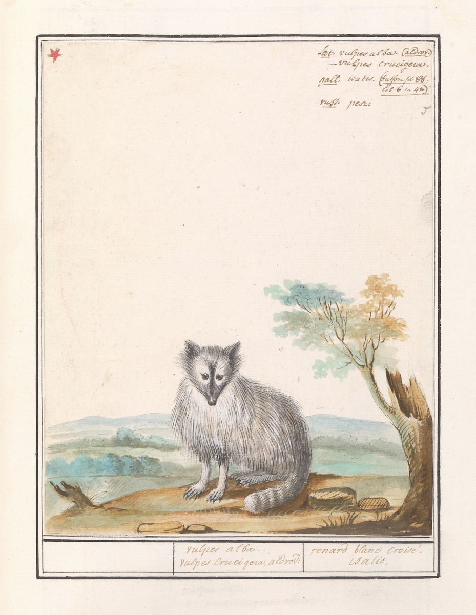 Watercolor painting of a raccoon in a landscape.