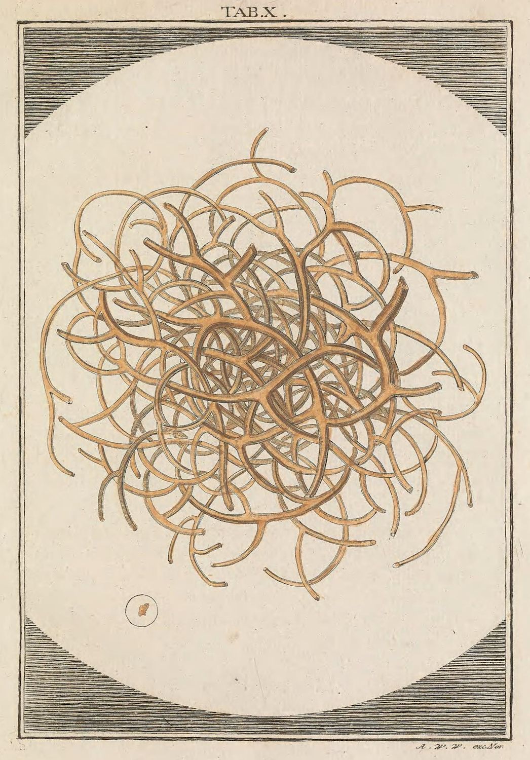 Vintage botanical illustration of a complex root system with a decorative border and text 'TAB.X.' at the top.