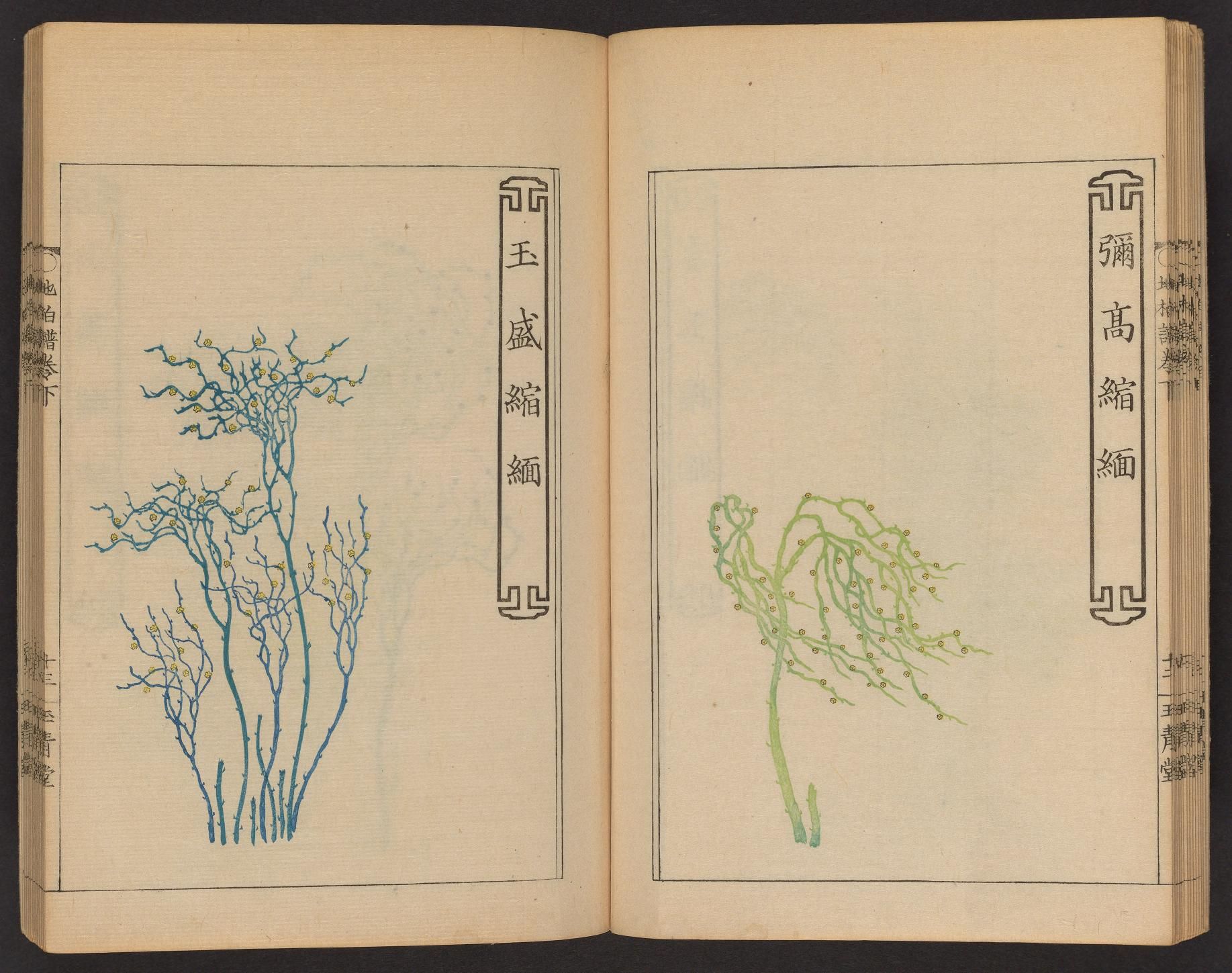Open book with two pages featuring detailed botanical illustrations of plants with Chinese characters alongside.