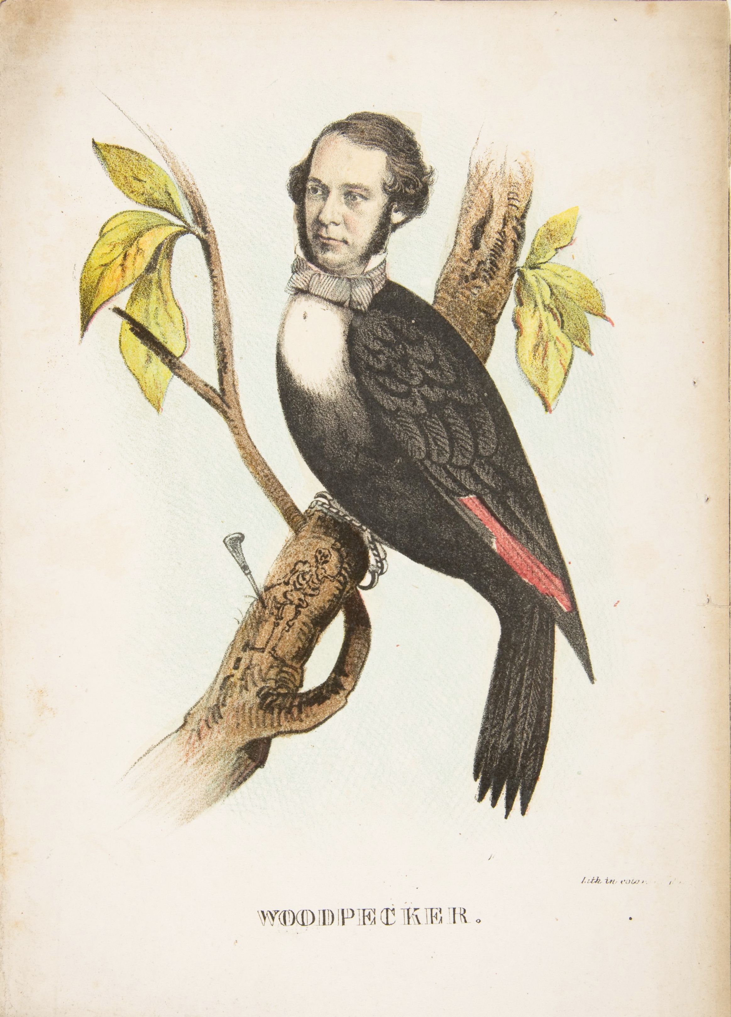 Vintage illustration of a woodpecker with a man's portrait for a head, perched on a branch with leaves.