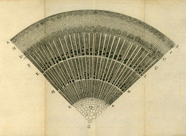 A vintage botanical illustration depicting a cross-section of a plant stem with labeled vascular bundles and cellular structures.
