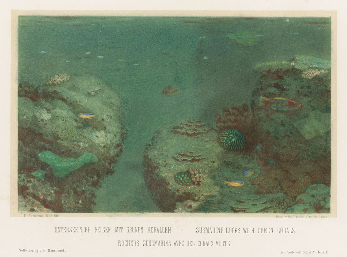 Vintage lithograph of submarine rocks covered in green coral and colorful sea creatures.
