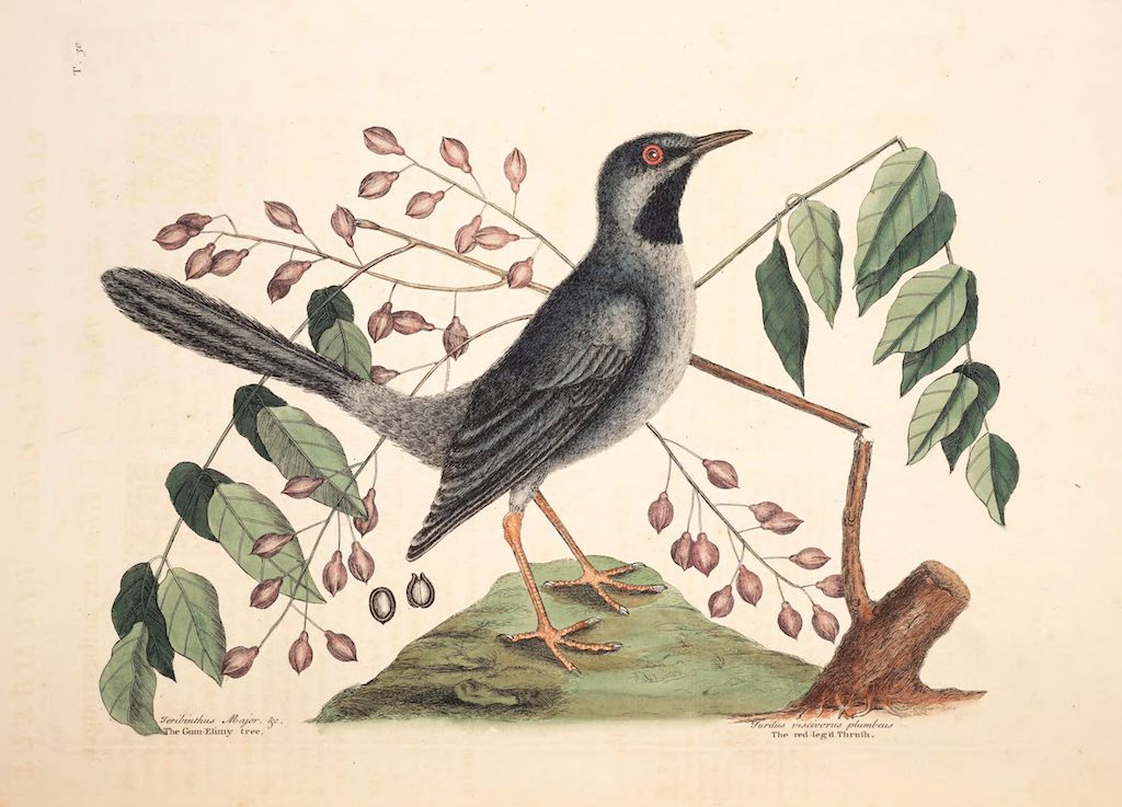 Vintage illustration of a dark gray bird with a red eye perched on a grassy mound, with a branch of leaves and fruit extending from the top right.