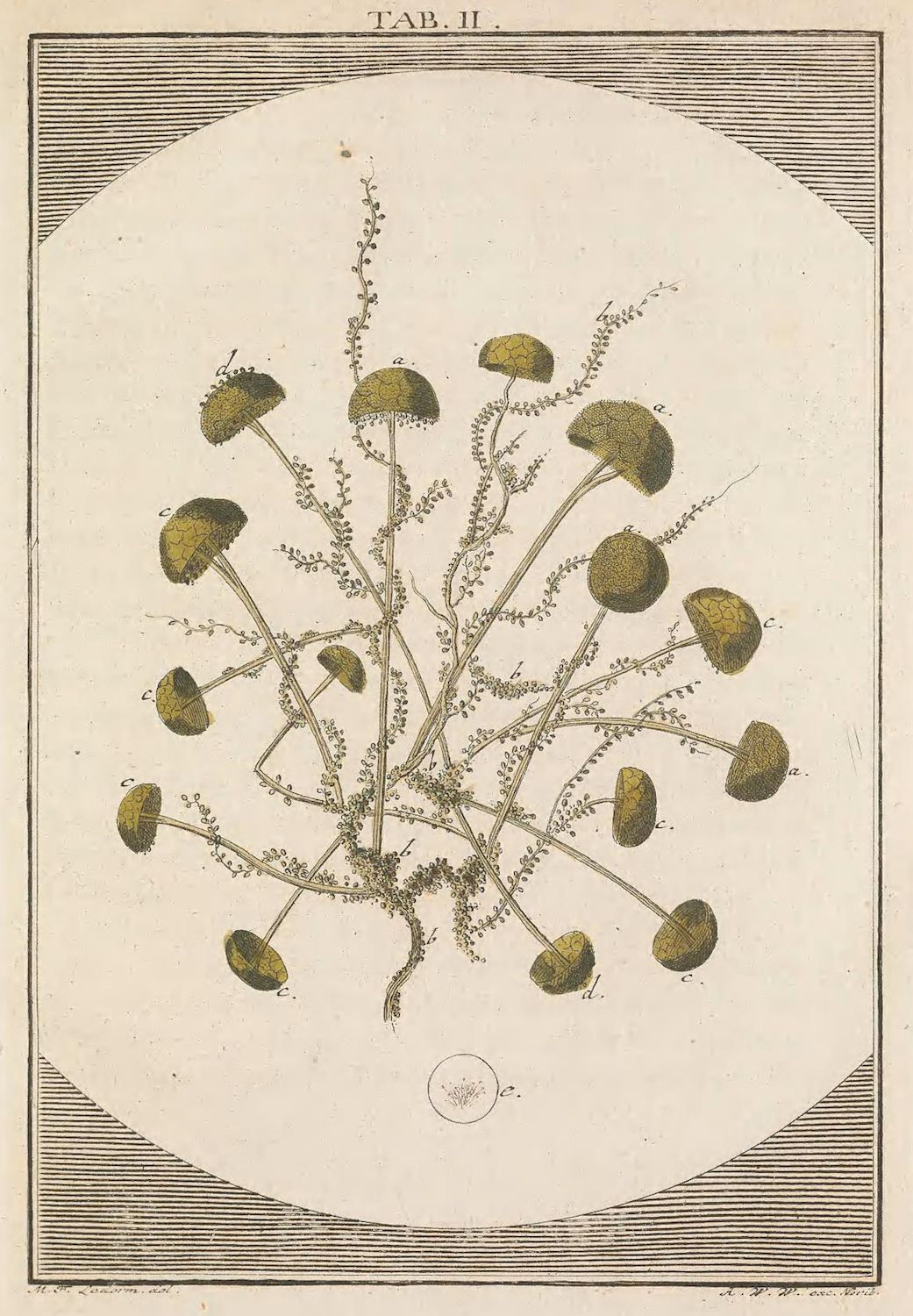Vintage botanical illustration of a plant with long stems and round leaves.