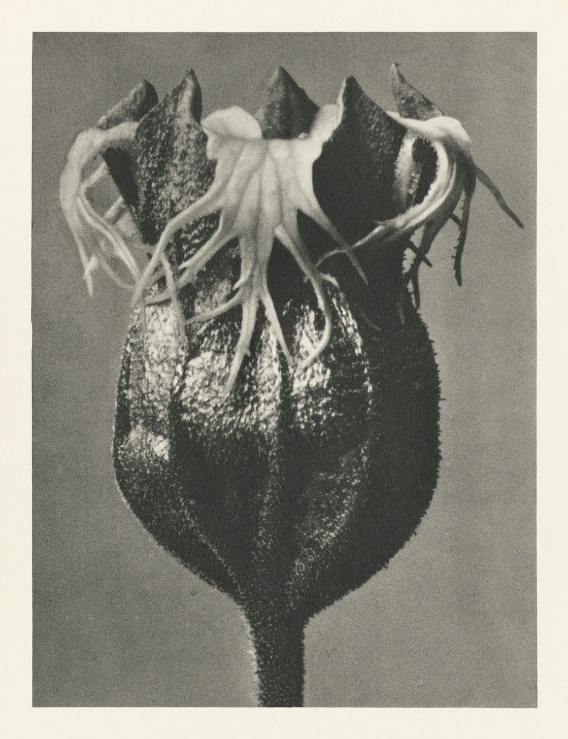 Close-up black and white photograph of a flower bud with wispy strands emerging from the top.