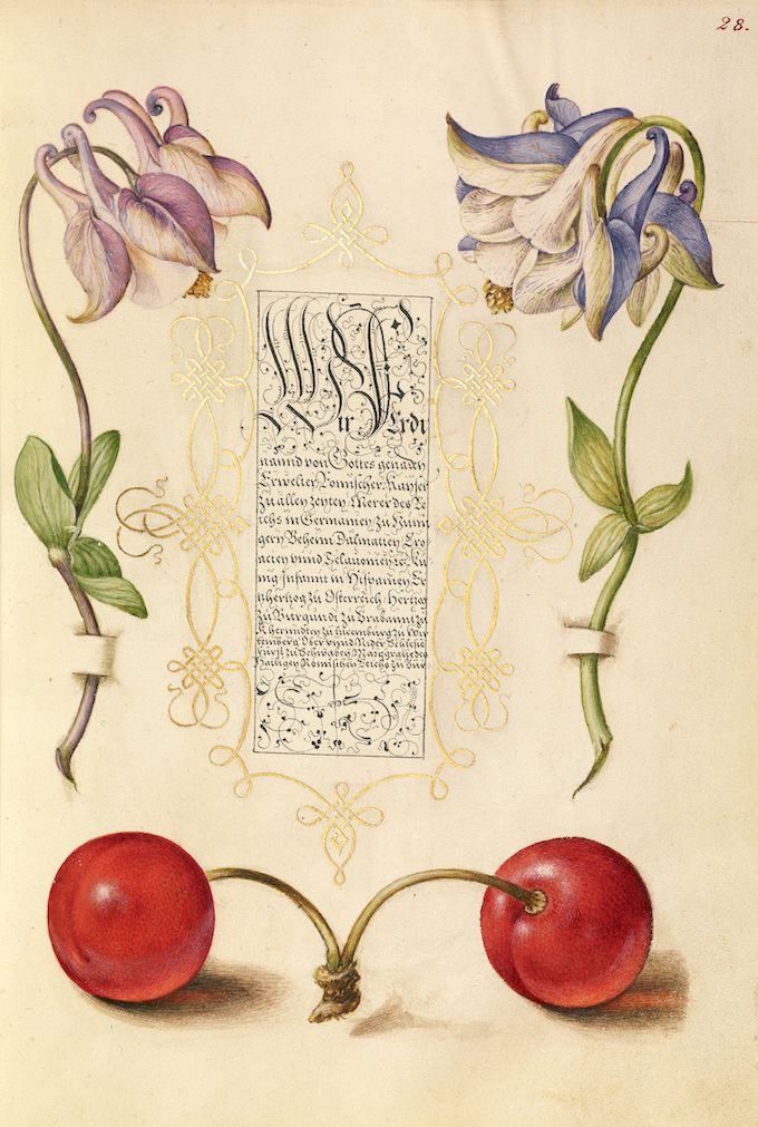An illuminated manuscript page featuring two bell-shaped flowers, red cherries, and ornate German text.