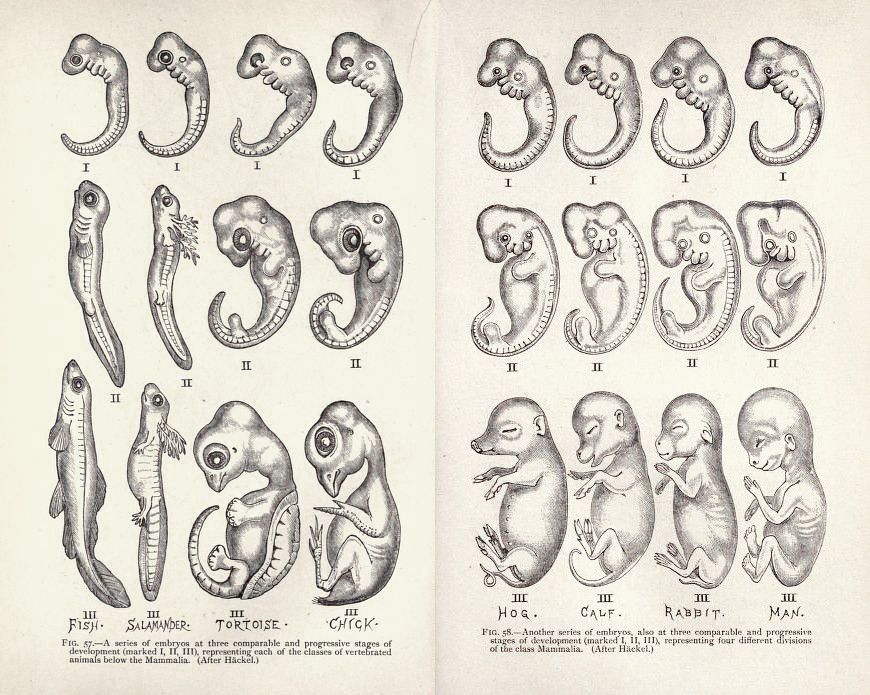 Vintage scientific illustration of comparative embryology, showing the development of fish, salamander, tortoise, chick, hog, calf, rabbit, and man through three stages.