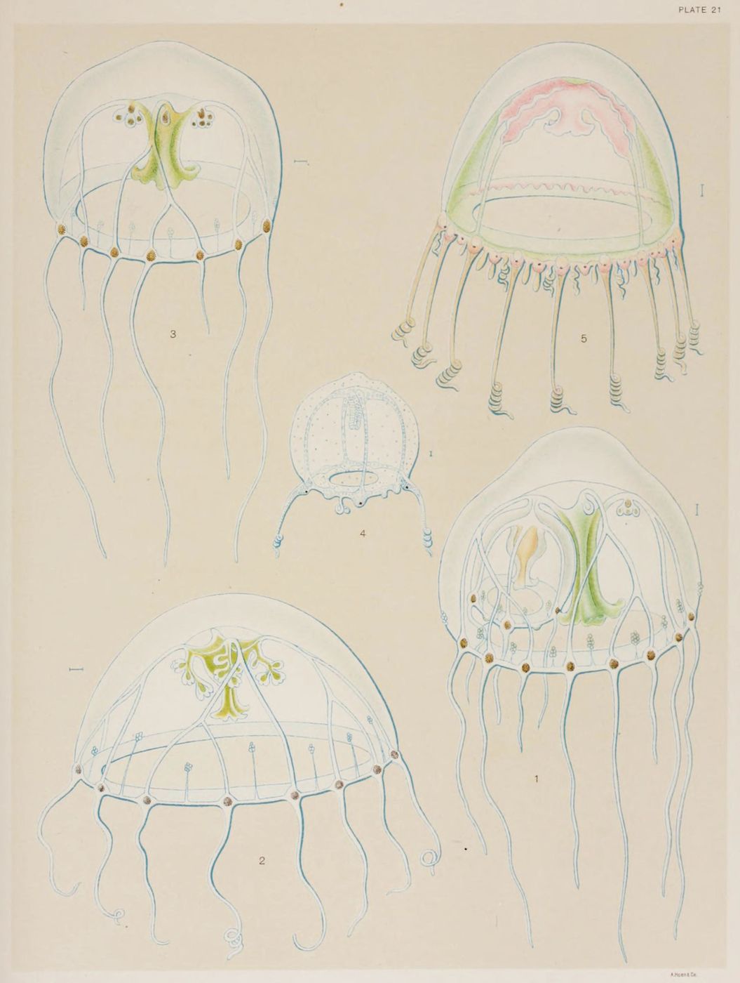 Vintage scientific illustration of five jellyfish specimens, labeled 'Plate 21', with delicate blue lines and subtle green and pink coloration.