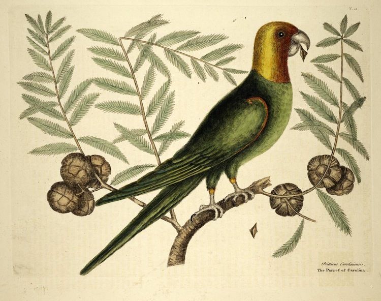 Vintage illustration of a Carolina Parrot perched on a branch with leaves and fruit.
