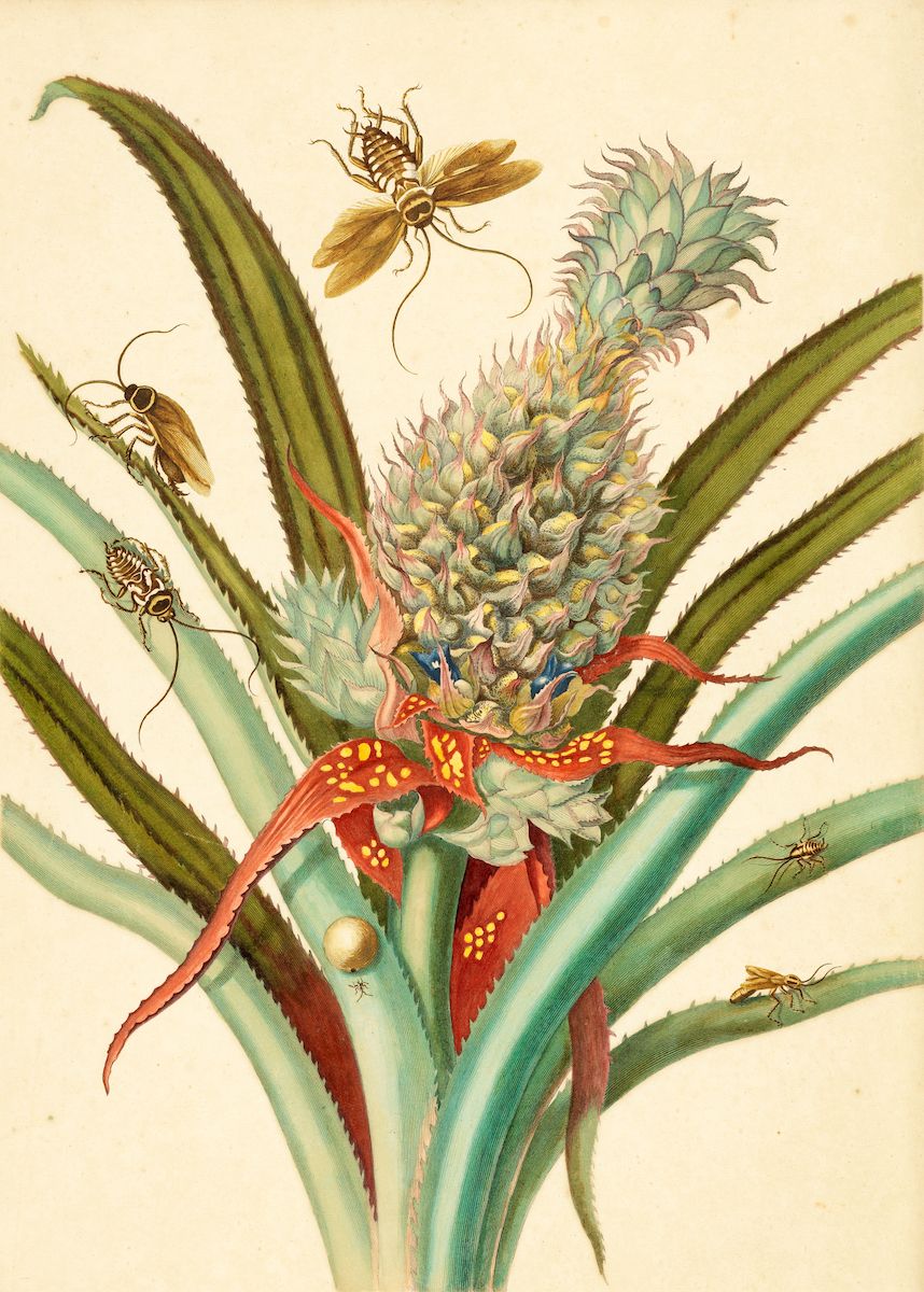 Vintage botanical illustration of a pineapple plant with insects.