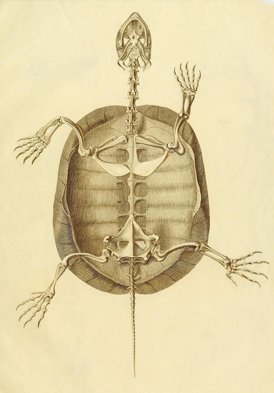 Vintage anatomical illustration of a turtle skeleton.