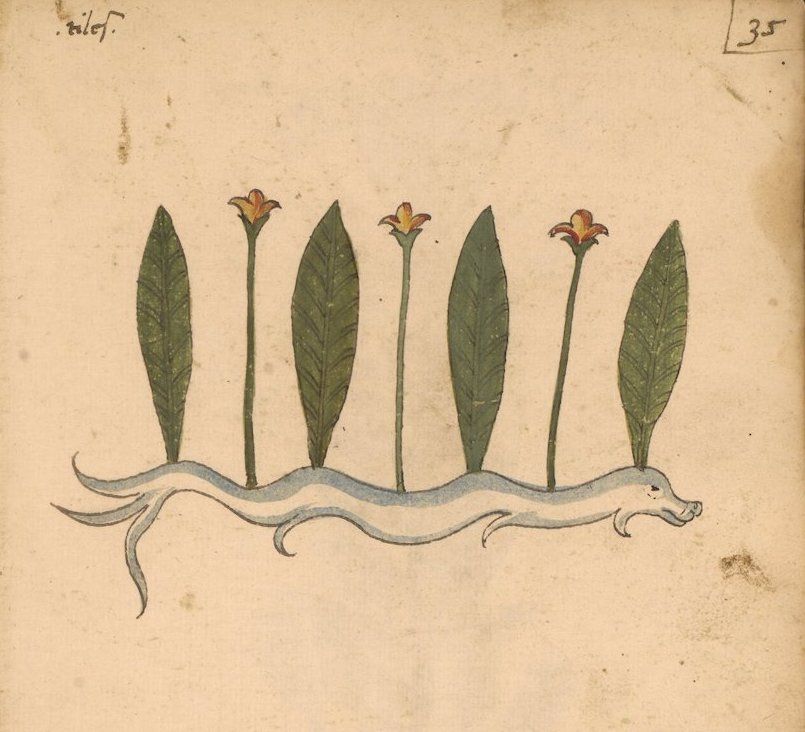 A botanical illustration of a plant with elongated leaves, small orange-red flowers, and a network of roots, painted on aged paper.