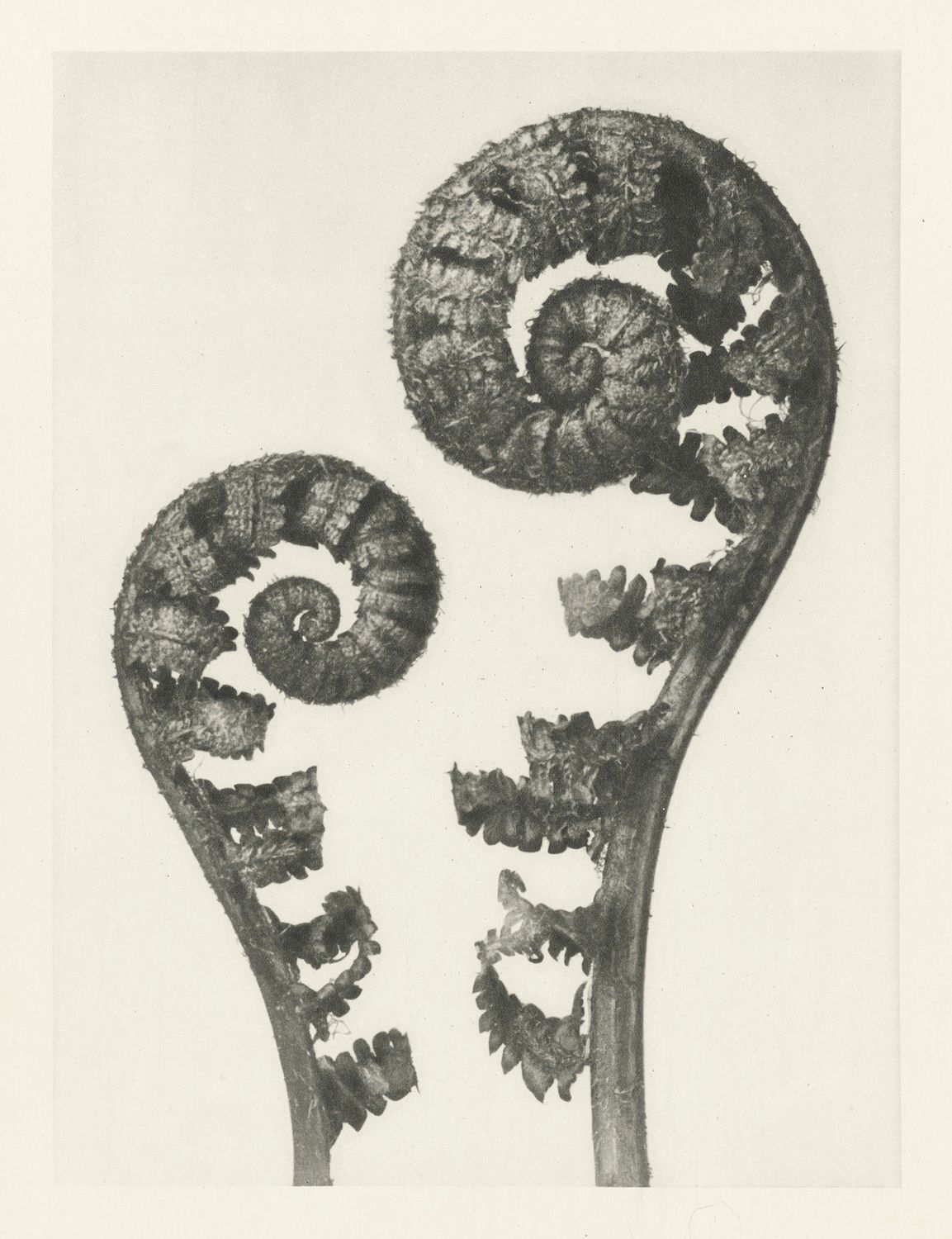 Vintage botanical illustration of two fern fronds in various stages of unfurling.