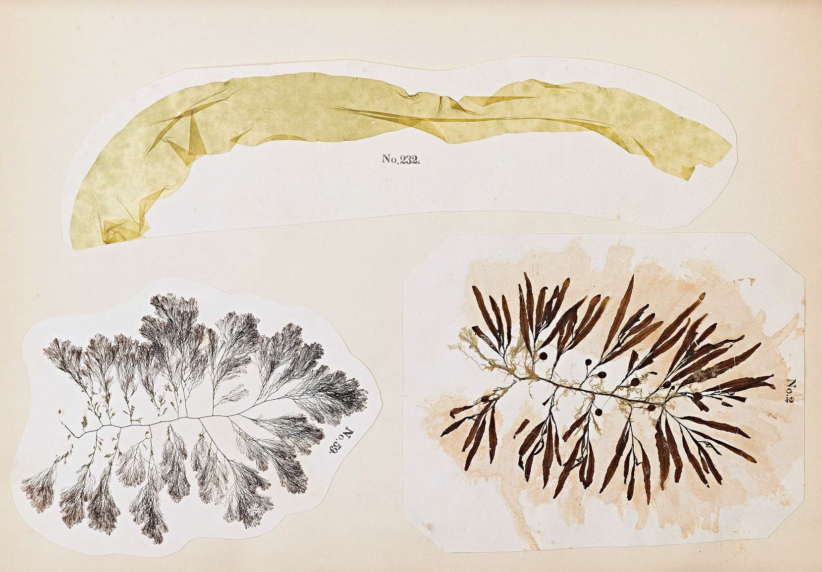 A herbarium sheet with two pressed and dried plant specimens, labeled with handwritten numbers.