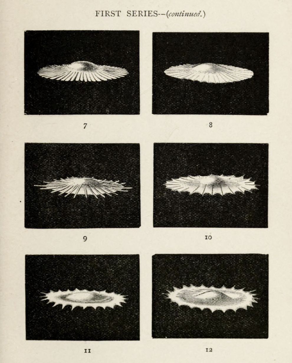 A series of six black and white photographs depicting evolving abstract shapes against a black background, numbered 7 through 12.