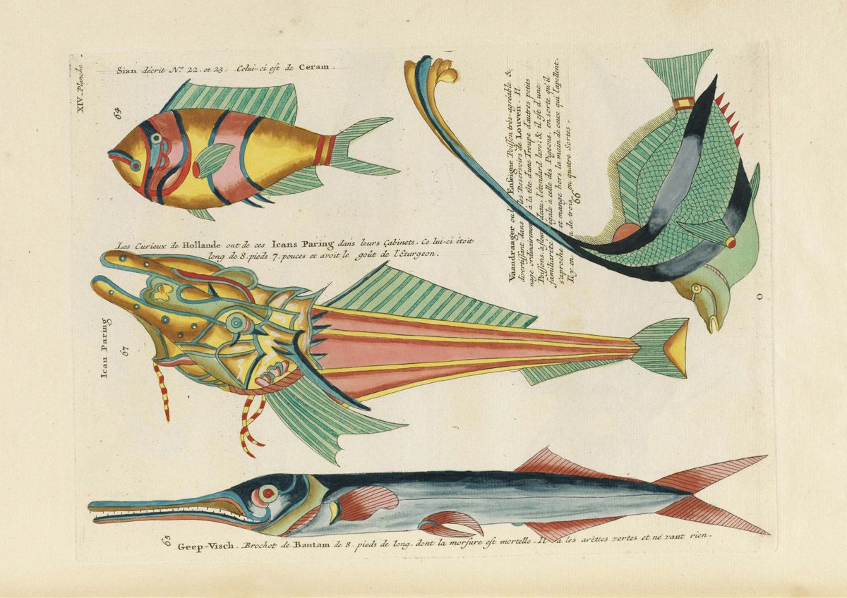 A vintage illustration of fantastical fish, with detailed depictions of various species and handwritten labels in French.