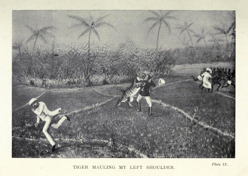 Vintage illustration of a tiger attacking a man in a grassy field with trees in the background.
