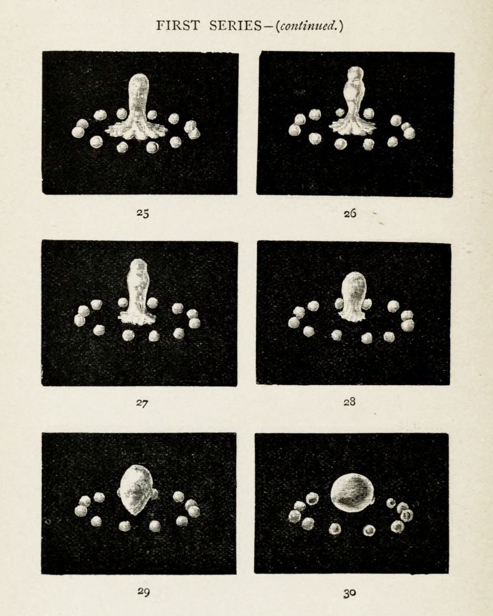 A series of six black and white frames depicting a cell dividing, numbered 25 through 30.