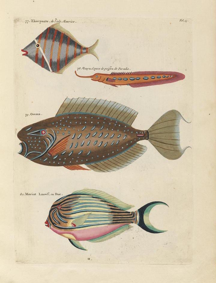 A vintage illustration of four different species of fish, labeled in French, on a creamy, aged paper background.