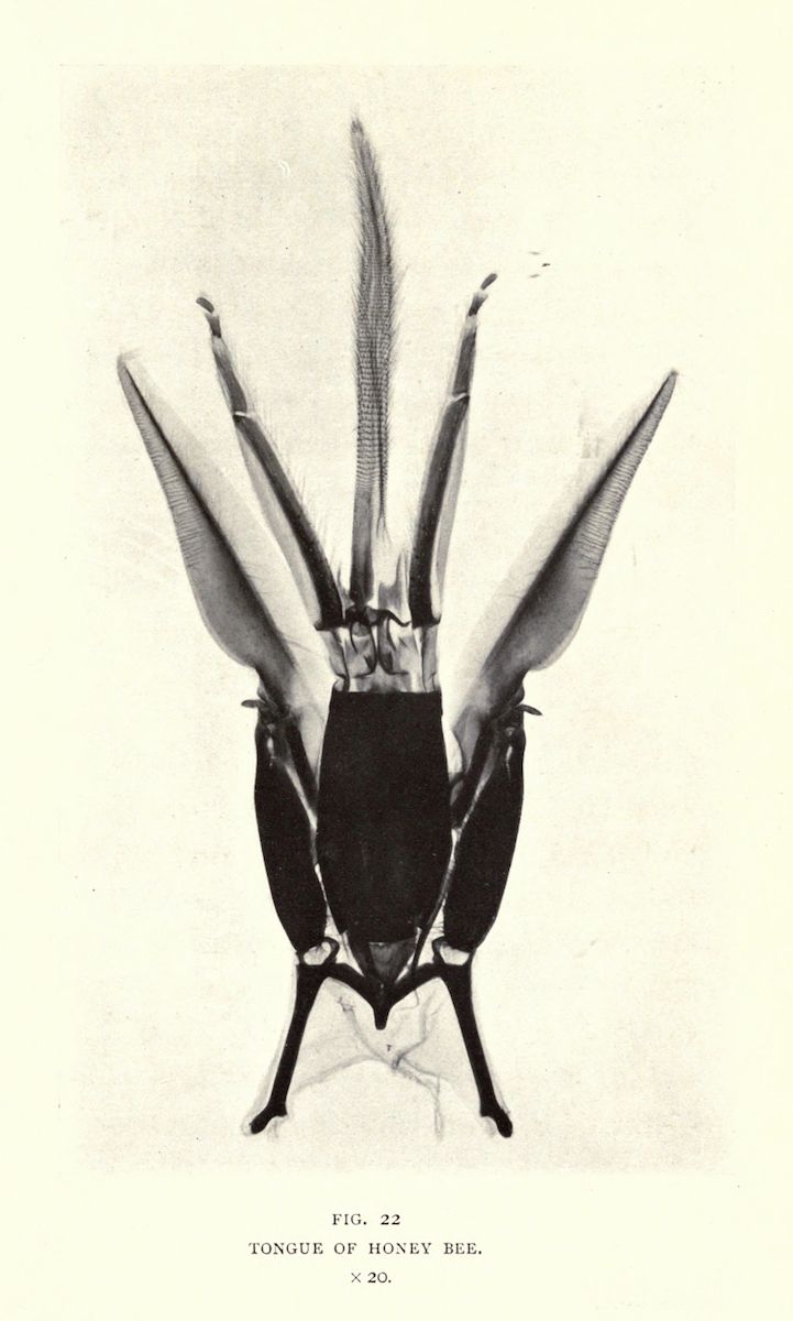 Vintage illustration of a honey bee's tongue, showing its complex structure and segments.