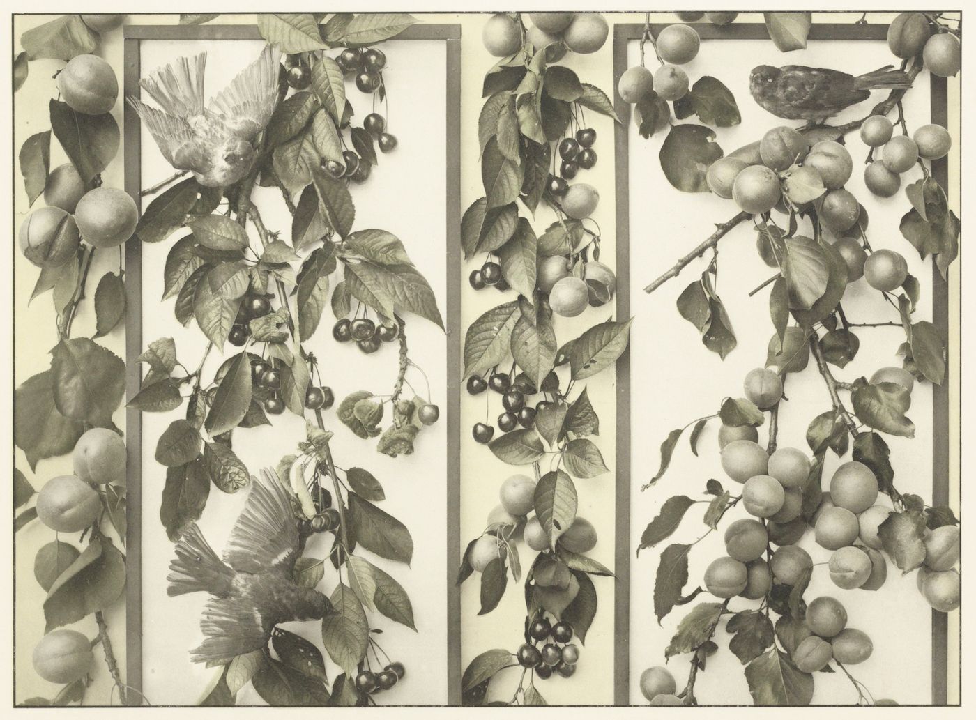 Sepia-toned image of three vertical panels with repeating motifs of fruit-laden branches and birds.