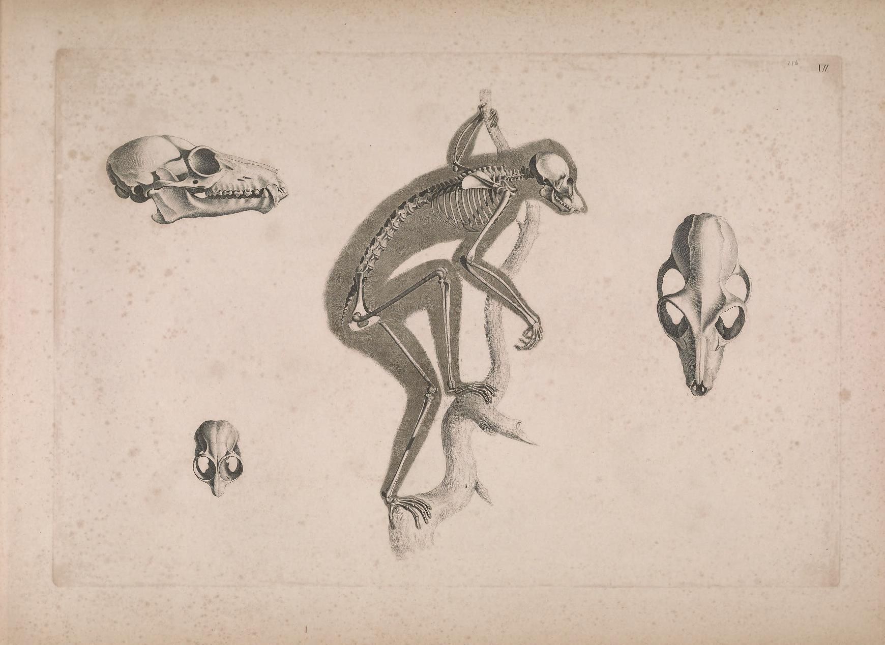 Vintage illustration of a small animal skeleton and skulls.