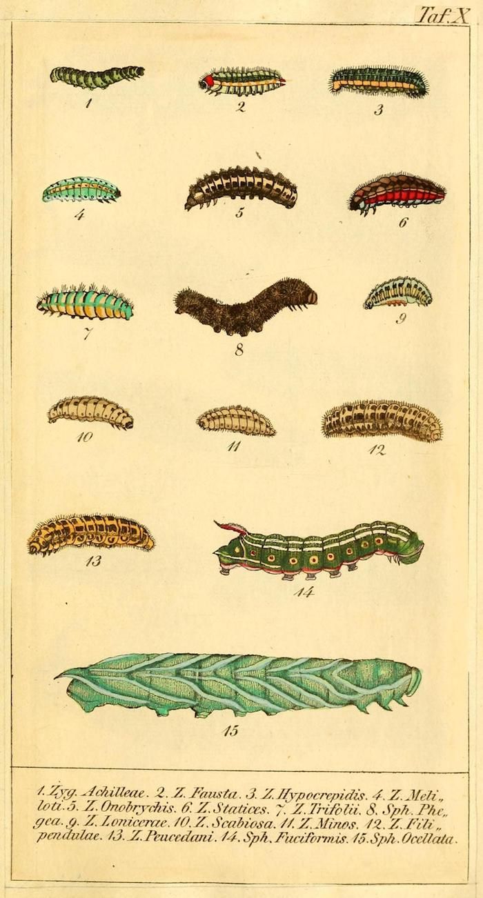 Vintage botanical illustration of 15 different caterpillars and a leaf.