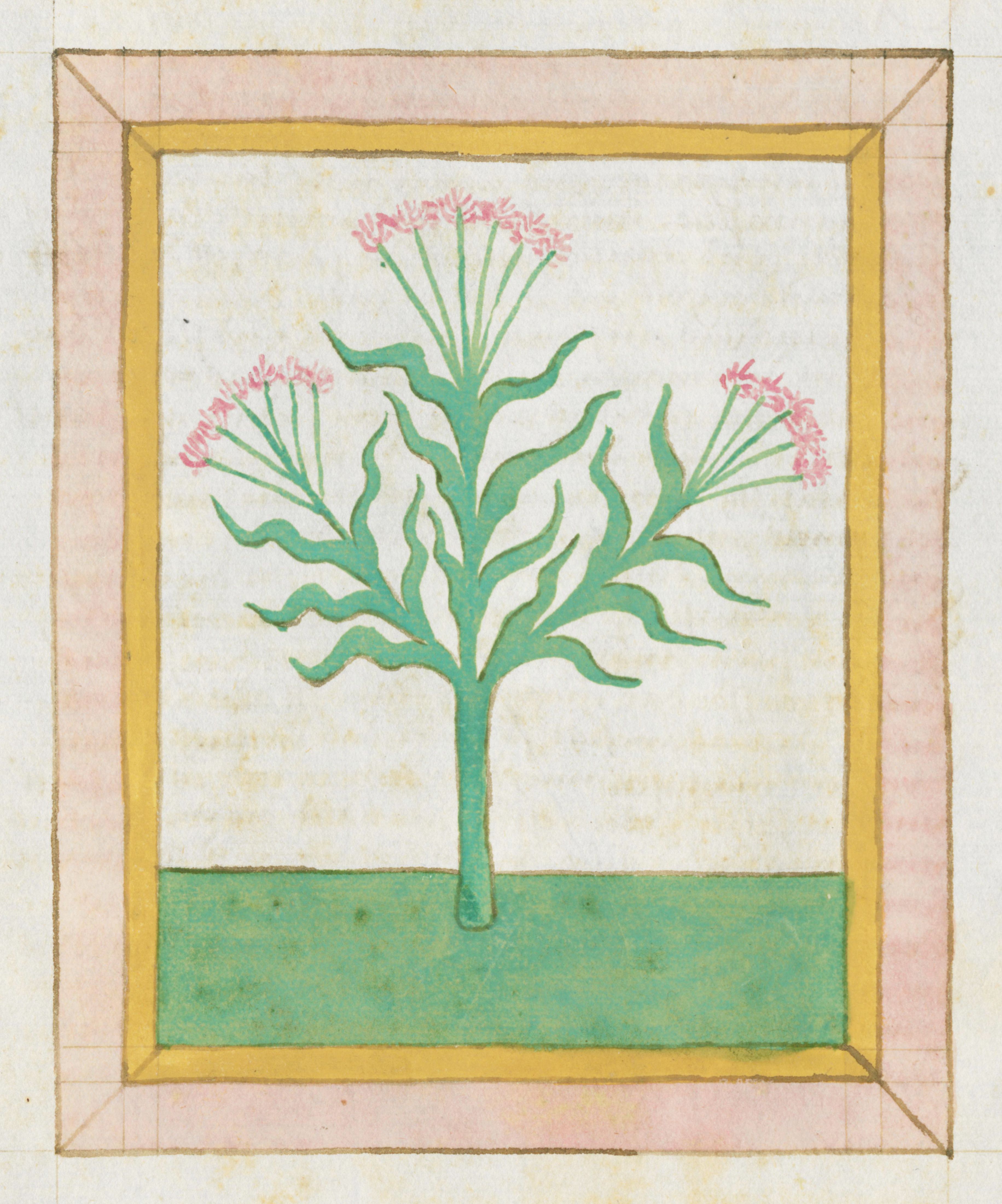 A botanical illustration of a plant with a teal stem, pink flowers, and a decorative frame.