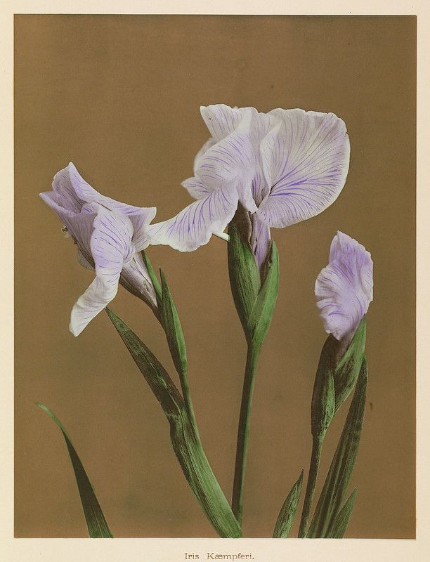 Vintage botanical illustration of Iris Kæmpferi flowers with lavender petals and green stems and leaves against a brown background.