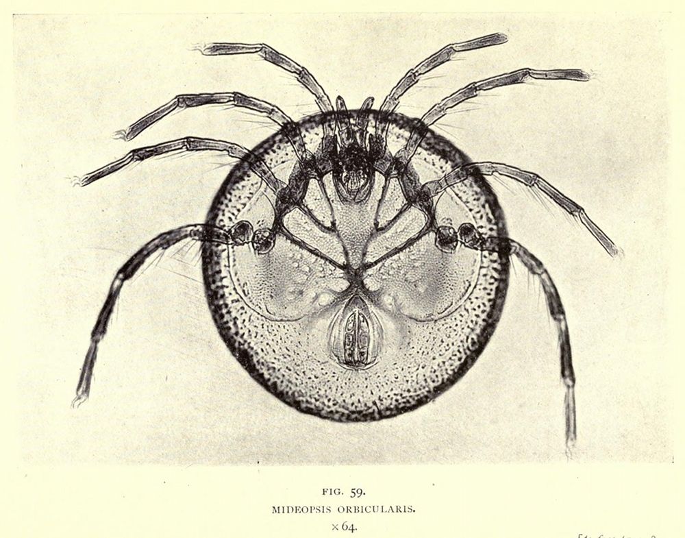 A detailed scientific illustration of a mite, identified as 'Mideopsis Orbicularis' with a magnification of x64.