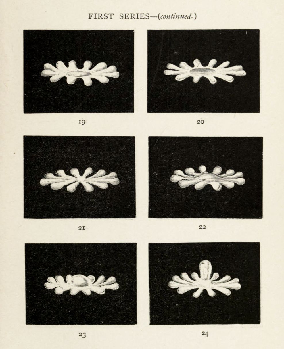 A series of six frames showing a plant or leaf in various stages of growth, numbered 19 through 24, against a black background.